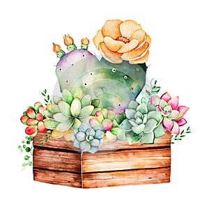 Watercolor handpainted succulent plant in wooden pot and cactus flowering.