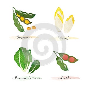 Watercolor healthy nature organic plant vegetable food ingredient soybeans witloof romaine lettuce lentil