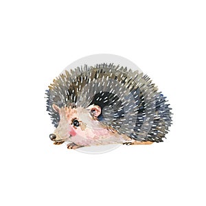 Watercolor hedgehog isolated on white background. Forest animals illustration