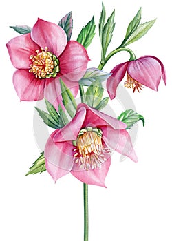 Watercolor Hellebore flower, anemones Spring plants watercolor hand drawn illustration, floral isolated white background