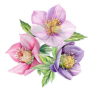 Watercolor Hellebore flower, anemones Spring plants watercolor hand drawn illustration, floral isolated white background