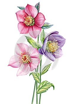 Watercolor Hellebore flower, anemones Spring plants watercolor hand drawn illustration, floral isolated white background