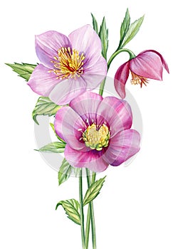 Watercolor Hellebore flower, anemones Spring plants watercolor hand drawn illustration, floral isolated white background