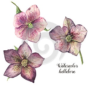 Watercolor hellebore flower set. Hand painted Christmas plant with leaves isolated on white background. Floral botanical