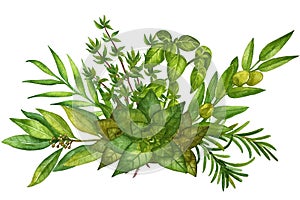 Watercolor herb illustration. A bunch of fresh culinary and medicinal herbs.