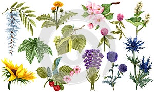 Watercolor herbal set of wildflower honey plants and flowers. Hand drawn botanical herbal collection of apple tree, linden,