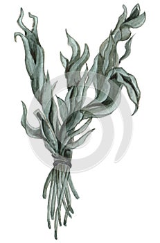 Watercolor herbal tea in green dry bouquet