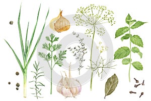 Watercolor herbs and spices