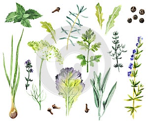 Watercolor herbs and spices collection