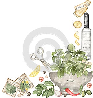 Watercolor herbs and spices corner border illustration. Hand painted food objects: mint, olives, rosemary, parsley, oregano, thyme