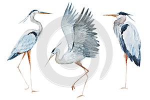 Watercolor heron birds