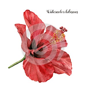 Watercolor hibiscus. Hand painted exotic floral illustration with red flower isolated on white background. Tropic flower