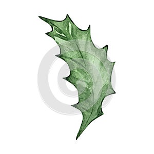 Watercolor holly berry leaf, December month birth flower