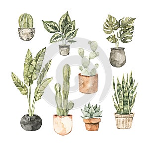 Watercolor house plant illustrations. Cactus, monstera, pipal, succulent, olive tree. Home decor botanic flowers. Greenery. Floral