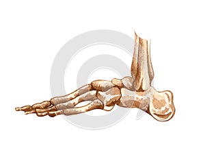 Watercolor human skeleton structure. Foot bones. Anatomy and medicine. Orthopedics illustration