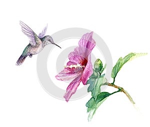 Watercolor Humming Bird near Hibiscus