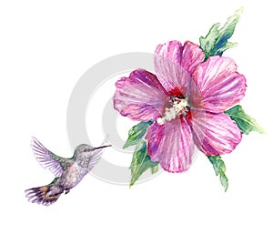 Watercolor Humming Bird and Pink Flower