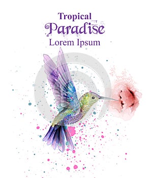 Watercolor humming bird Vector. Tropic paradise colorful birds. colorful paint stains splash