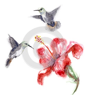 Watercolor Humming Birds and Flower