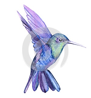 Watercolor hummingbird  bird animal