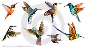 Watercolor Hummingbird illustration set. Tropical bird collection