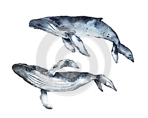 Watercolor Humpback whale isolated on white background. Cute cartoon underwater animal illustration.