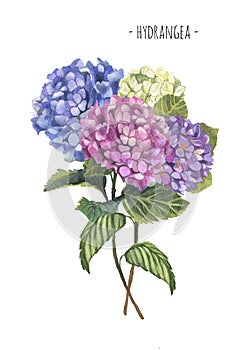 Watercolor hydrangea composition bouquet