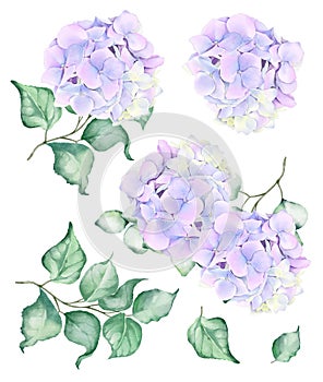 Watercolor Hydrangea Flowers Set. Flower Hortense