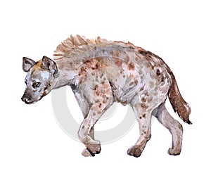 Watercolor hyena animal photo