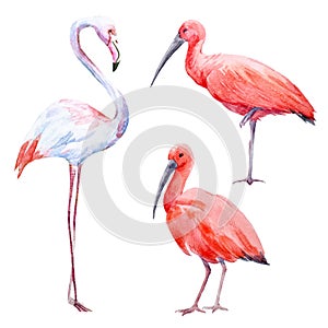 Watercolor ibis and flamingo set