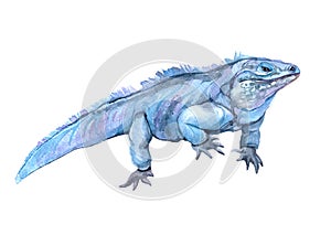 Watercolor  iguana animal