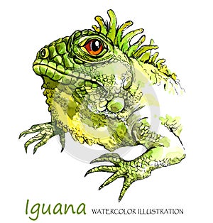 Watercolor Iguana on the white background. Exotic animal.