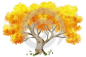watercolor illuastration of autumn tree on white background