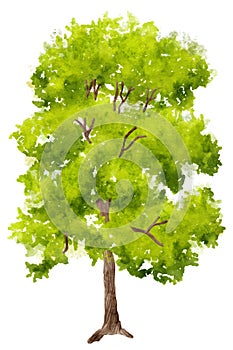 watercolor illuastration of green tree on white background