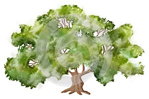 watercolor illuastration of green tree on white background