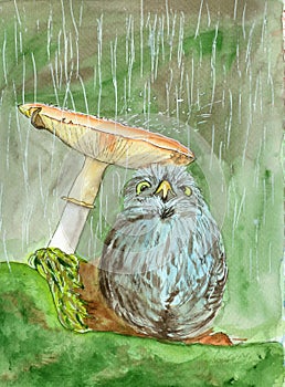 Watercolor illusratin of a little owl hiding from the rain under a mushroom