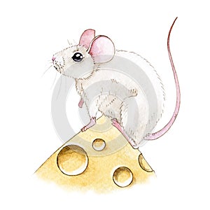 Watercolor illusration of a cute little white mouse on a piece of cheese. Small mousy illustration isolated on white background