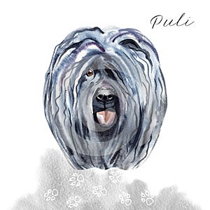 Watercolor Illustrated Portrait of Puli dog. Cute curly face of domestic dog.