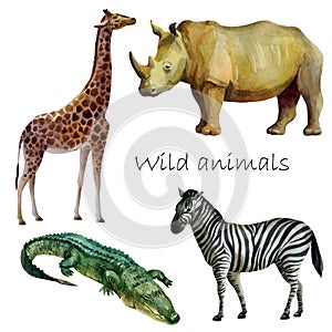 Watercolor illustration, african wild animals. Rhino, crocodile, giraffe, zebra. Isolated freehand drawing on a white background