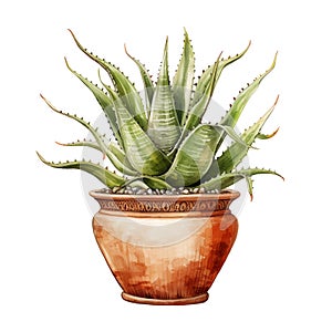 watercolor illustration of aloe in a flowerpot, pot on a white background