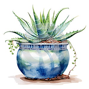 watercolor illustration of aloe in a flowerpot, pot on a white background
