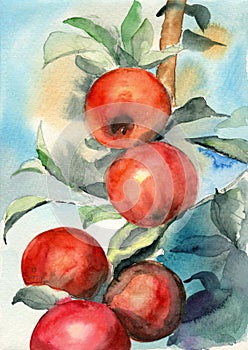 Watercolor illustration of an apple branch with ripe red apples