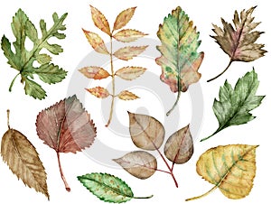 Watercolor illustration of autumn leaves isolated on the white background. Fall clipart