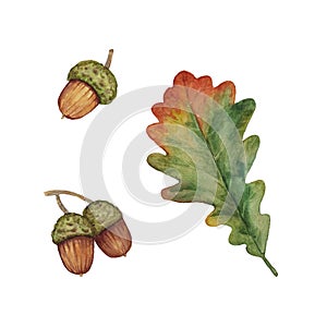 Watercolor illustration with autumn oak leaf and acorns isolated on a white background. Set for clipart and decor.