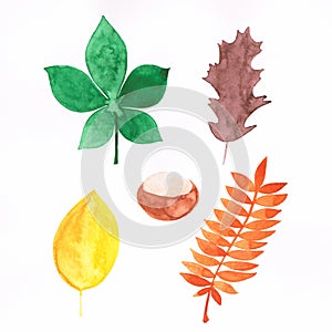 Watercolor illustration of autumnal leaves and chestnut handmade