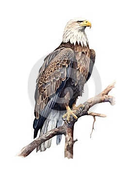 Watercolor illustration of a bald eagle bird perched on a branch.