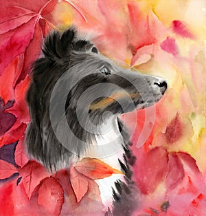 Watercolor illustration of a beautiful black collie dog