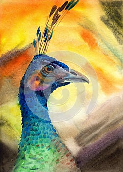 Watercolor illustration of a beautiful colorful peacock with blue iridescent feathers