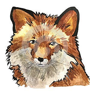 Watercolor illustration with a beautiful fox.