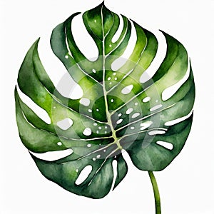 Watercolor illustration of beautiful green monstera leaf on white background. Hand drawn art